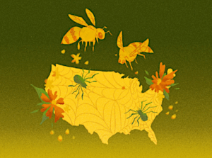Bienen bestäuben die blumigen Ideen und Spinnen bilden Netze auf der US-Landkarte.