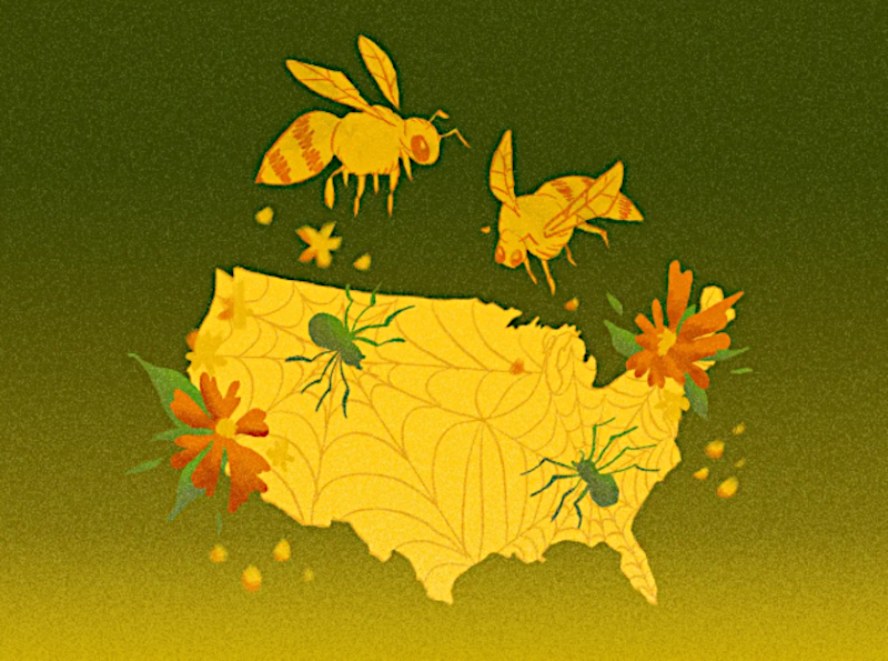 Bienen bestäuben die blumigen Ideen und Spinnen bilden Netze auf der US-Landkarte.